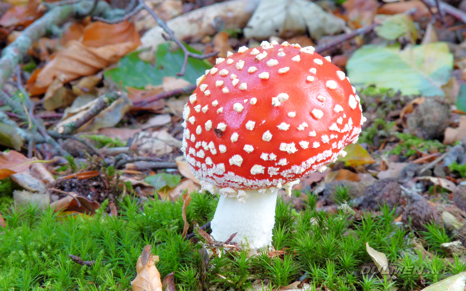 Fly Agaric (Amanita muscaria)